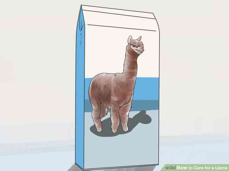 Image intitulé de Soins pour un Lama Étape 10